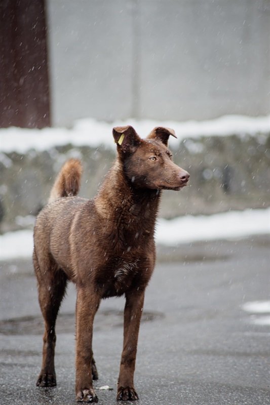 Один пес, якого зловили на вулицях міста Сміли, навіть не захотів покидати команду після ветеринарних процедур. Його намагалися повернути до місця відлову, але пес знайшов дорогу назад, щоб спостерігати за подальшими операціями та підтримувати інших тварин.